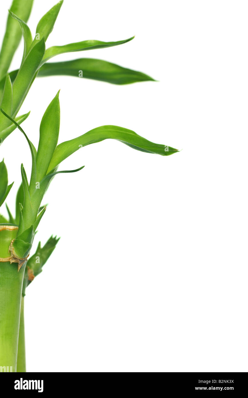 lucky bamboo plant feng shui Stock Photo Alamy