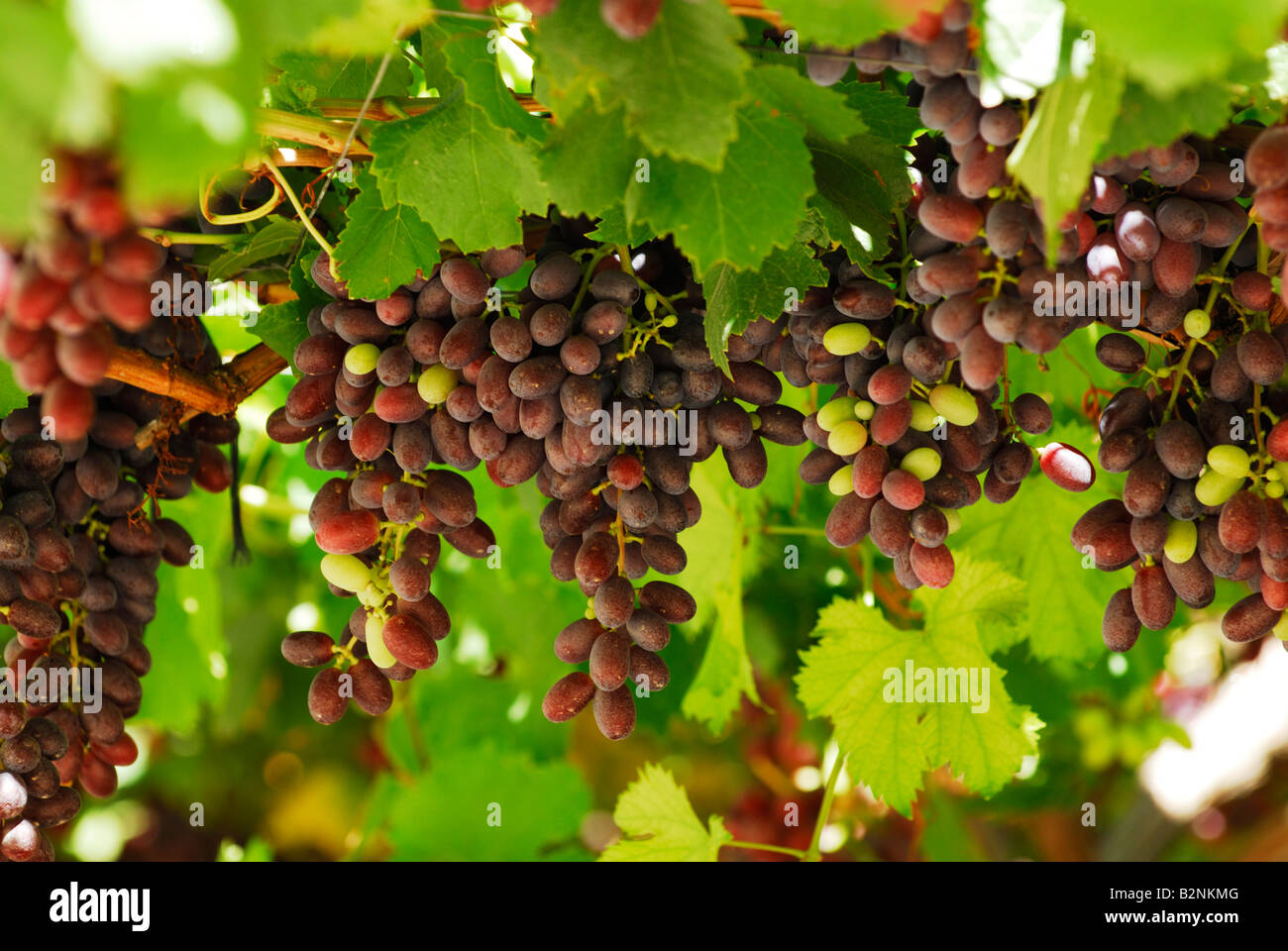 Grapes on the vine in Murcia region Spain early August Stock Photo