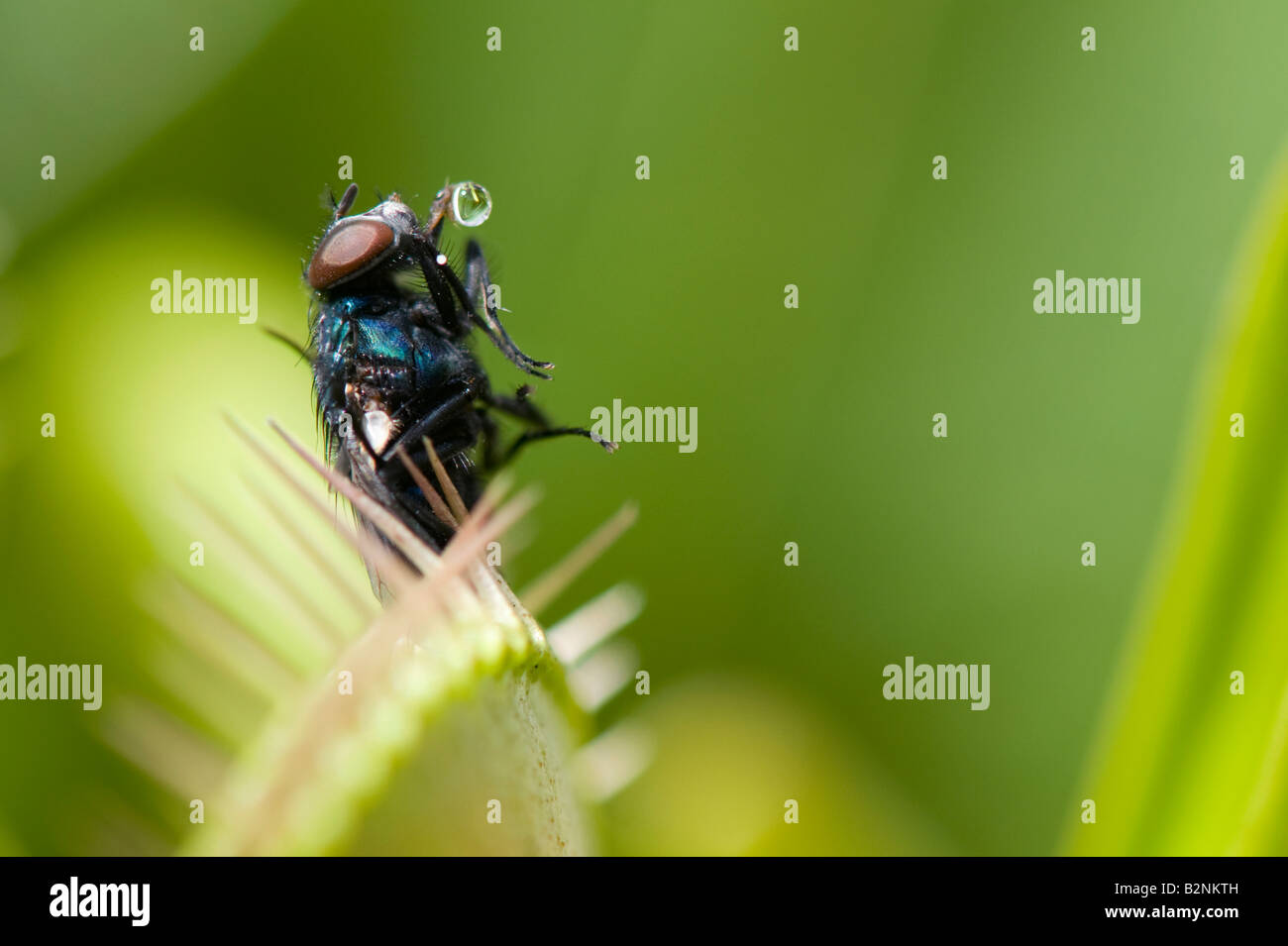 Decomposed housefly inside an opening venus fly trap - Stock Image -  C056/8561 - Science Photo Library