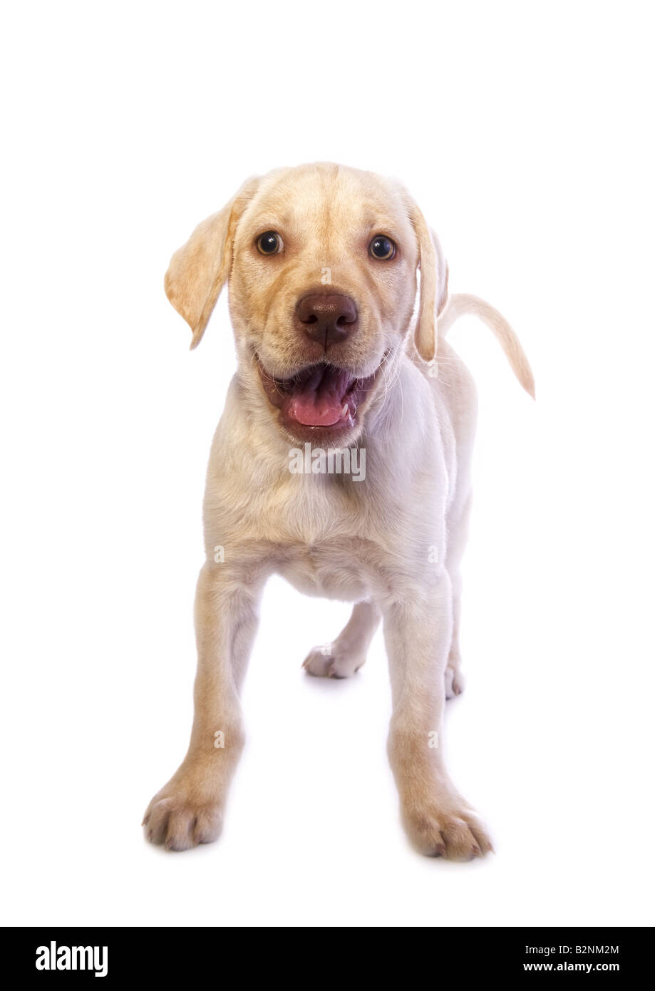 Adorable mischievous yellow Labrador Retriever puppy standing isolated ...