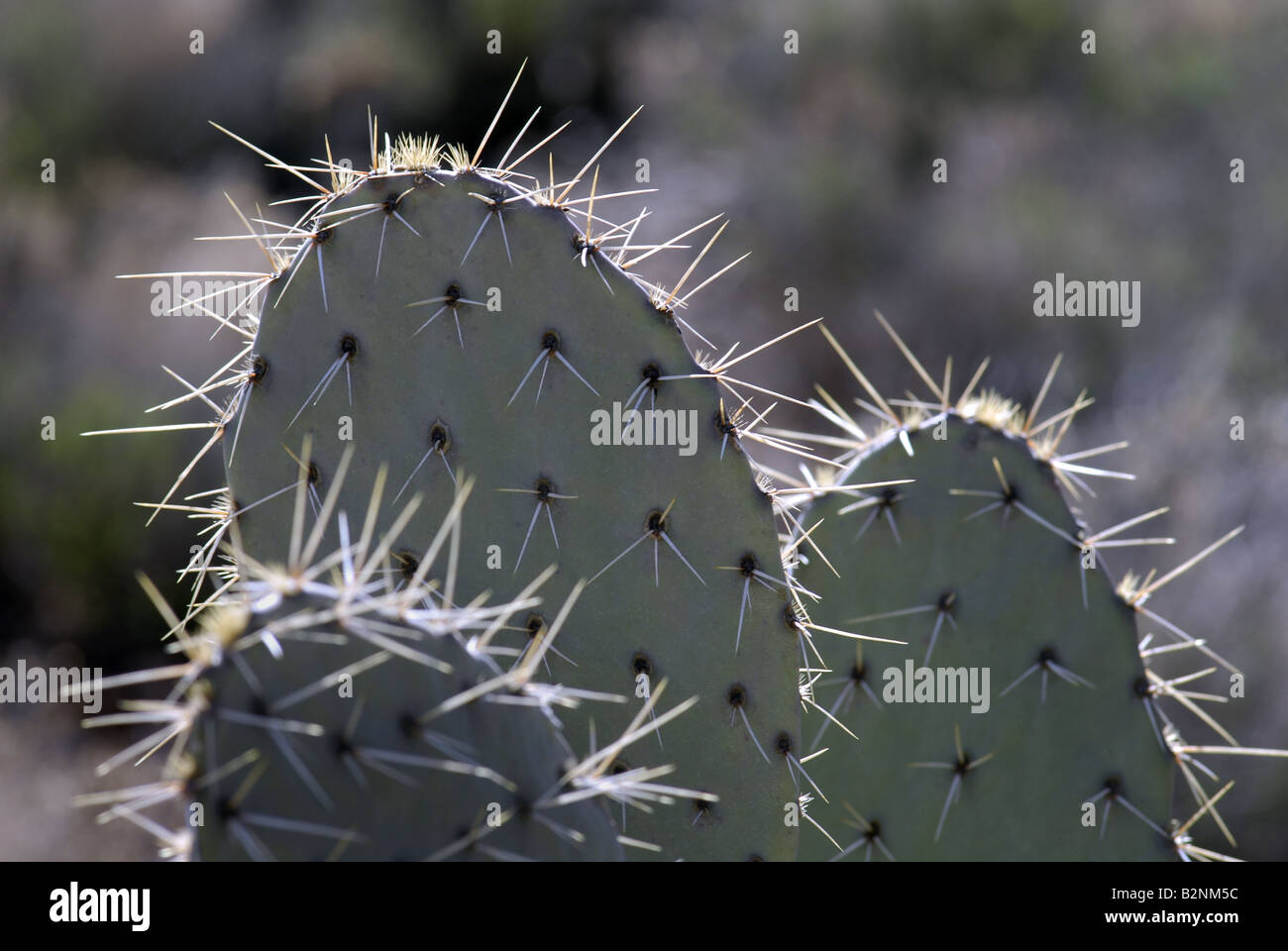 Prickly Pear cacti the most common cactus in North America growing near