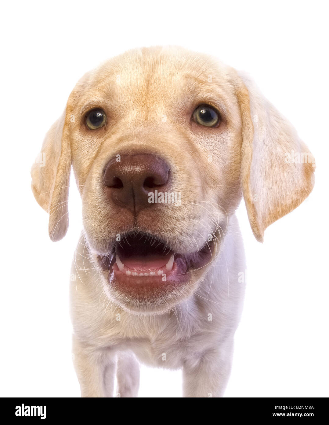 Adorable yellow Labrador Retriever puppy isolated on white background Stock Photo