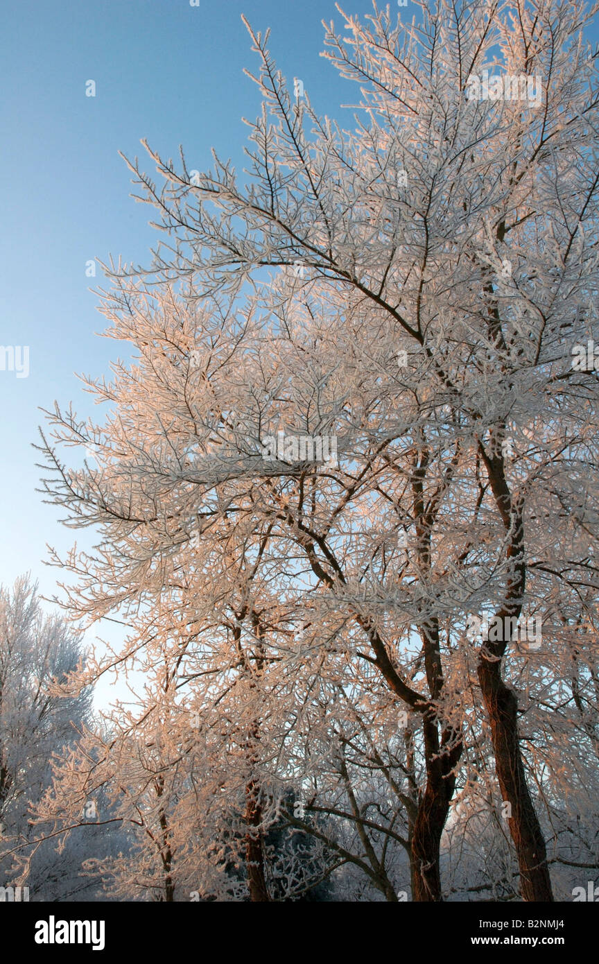 Winter frost, Toulouse, France Stock Photo
