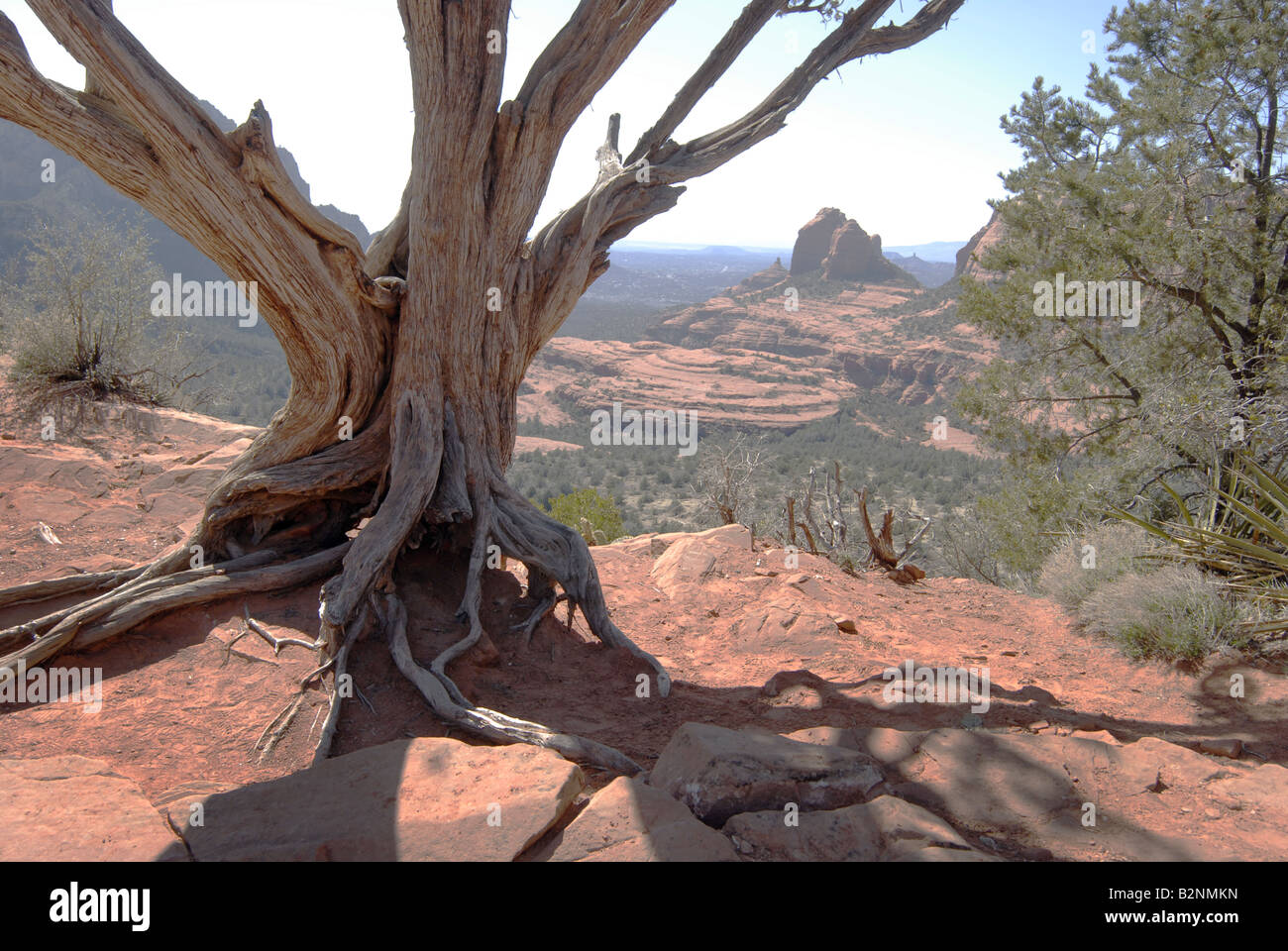 Juniper tree arizona hires stock photography and images Alamy