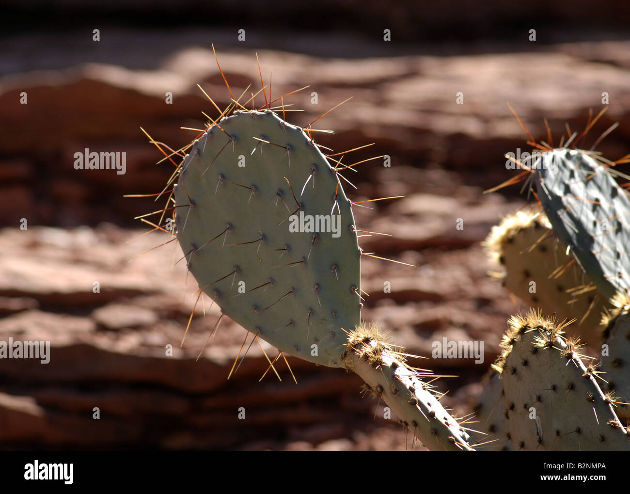 Prickly Pear cacti the most common cactus in North America growing near