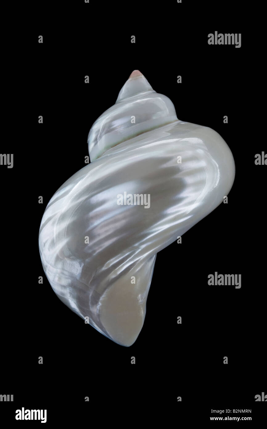 Polished Seashell or Whelk Shell on a Black Background Stock Photo