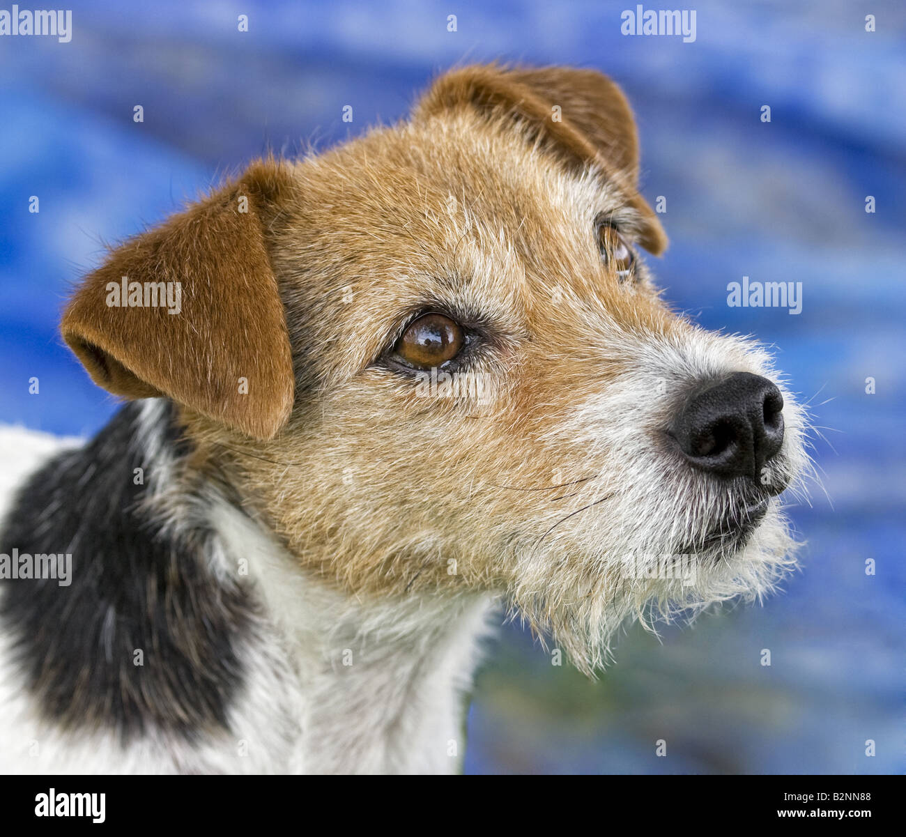 Jack Russell Terrier dog on blue background Stock Photo