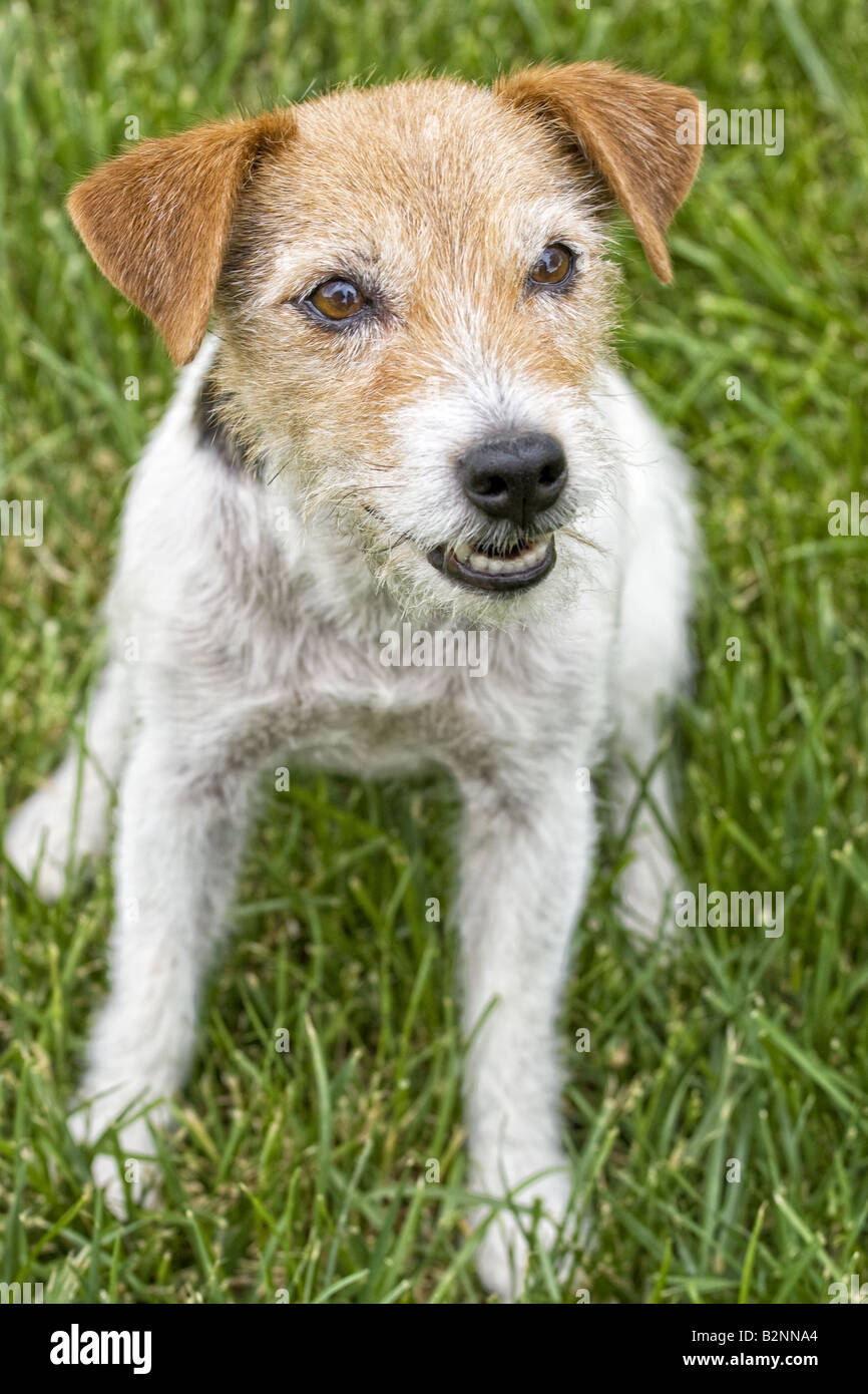 Jack Russell Terrier dog outdoors in green grass Stock Photo