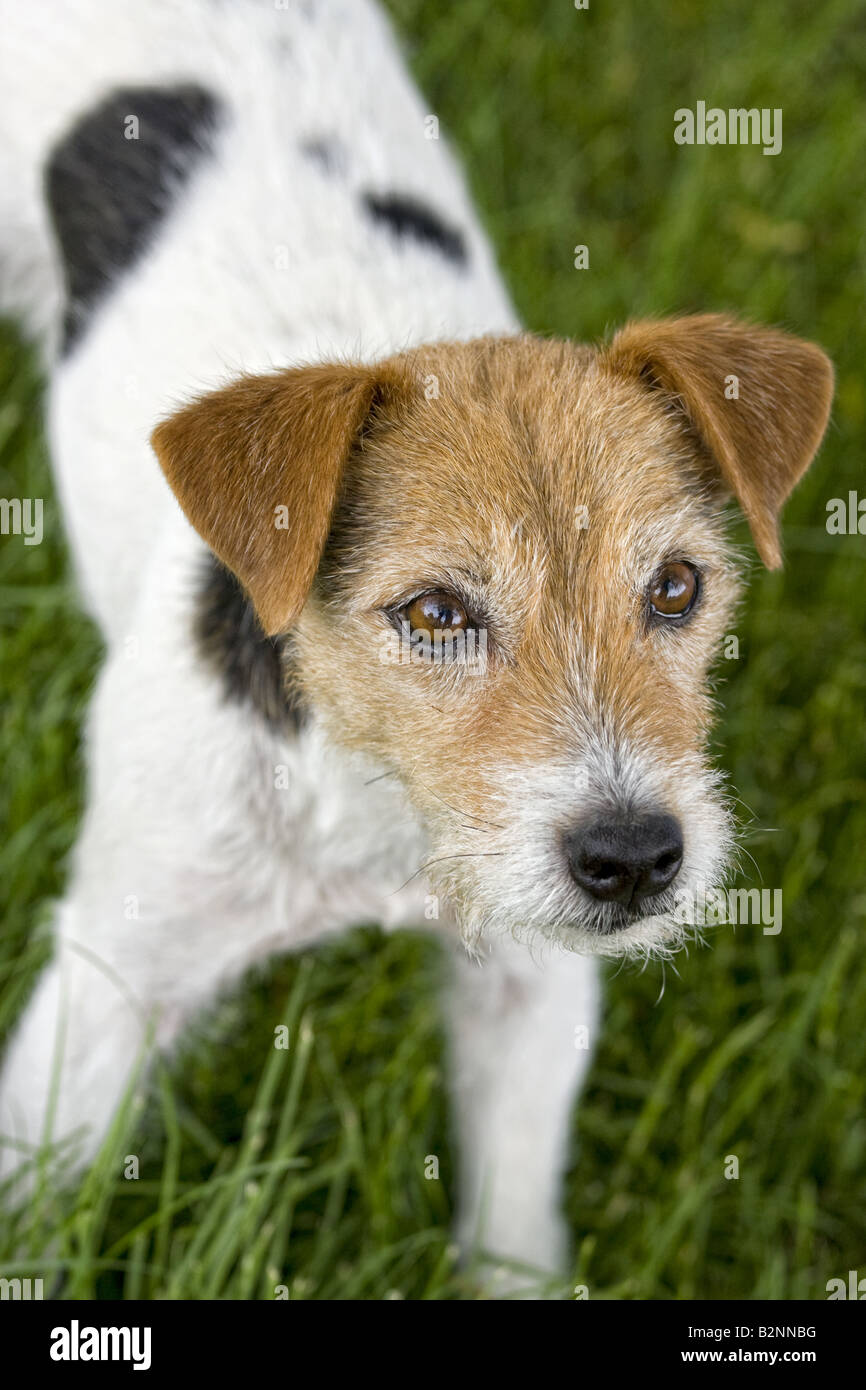 Jack Russell Terrier dog outdoors in green grass Stock Photo