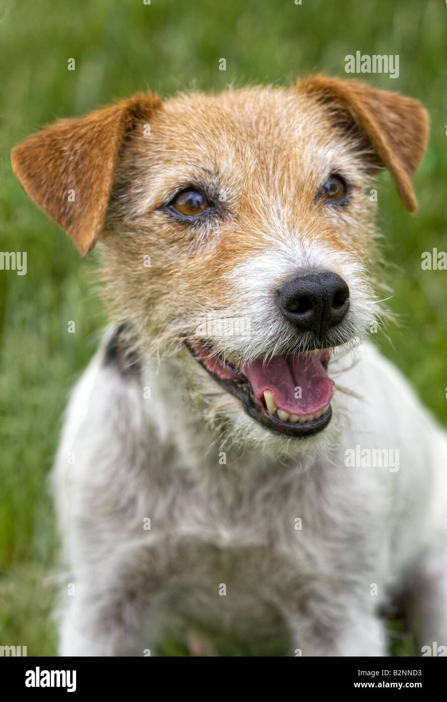 Jack Russell Terrier dog outdoors in green grass Stock Photo
