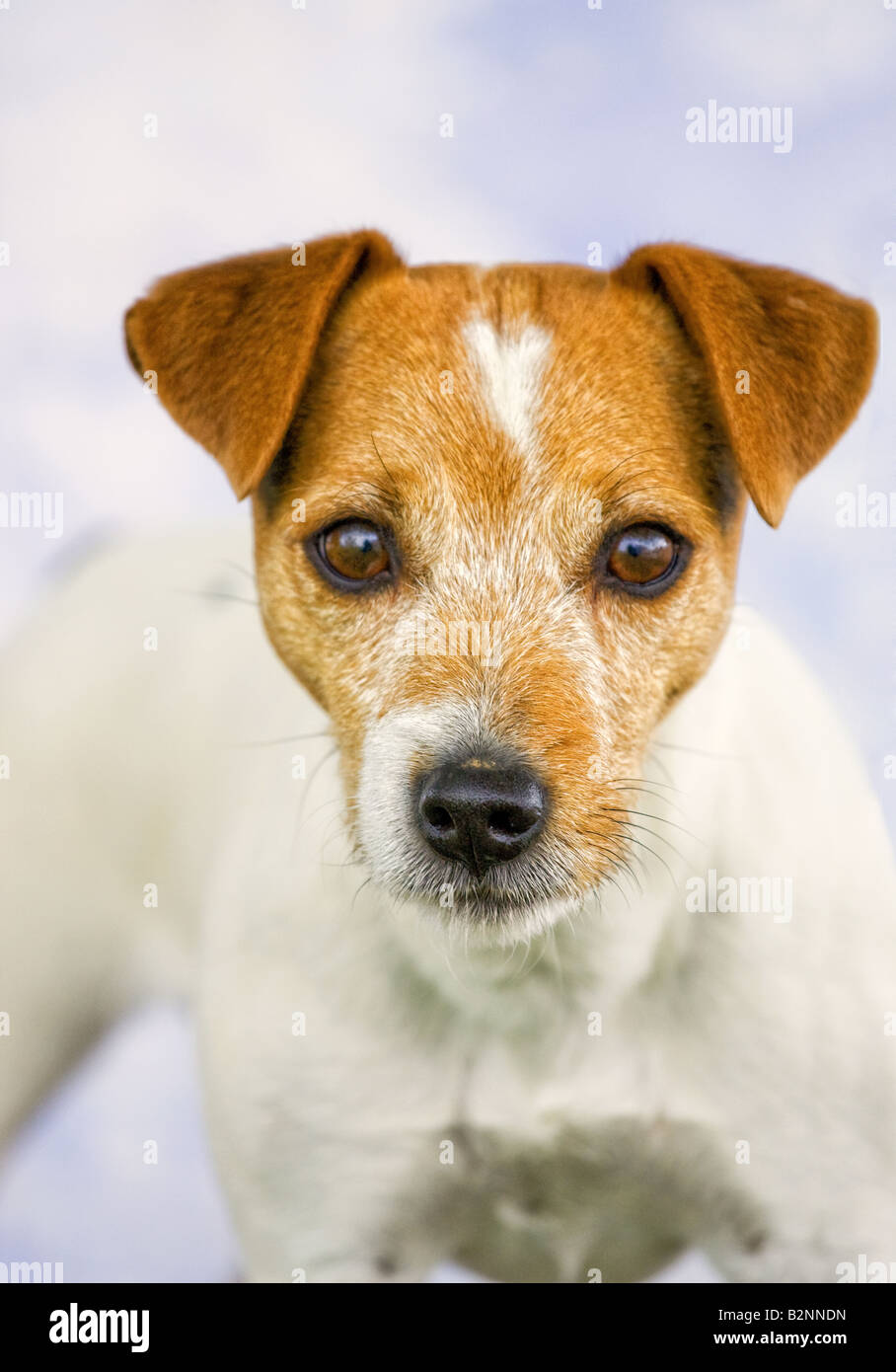 Jack Russell Terrier dog on blue background Stock Photo