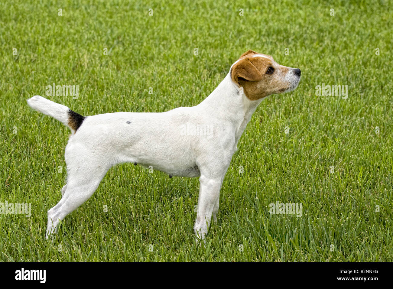 Jack Russell Terrier dog outdoors in green grass Stock Photo