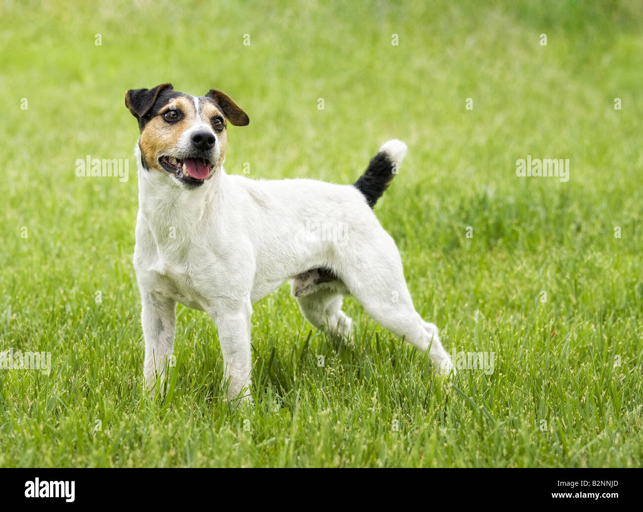Jack Russell Terrier dog outdoors in green grass Stock Photo