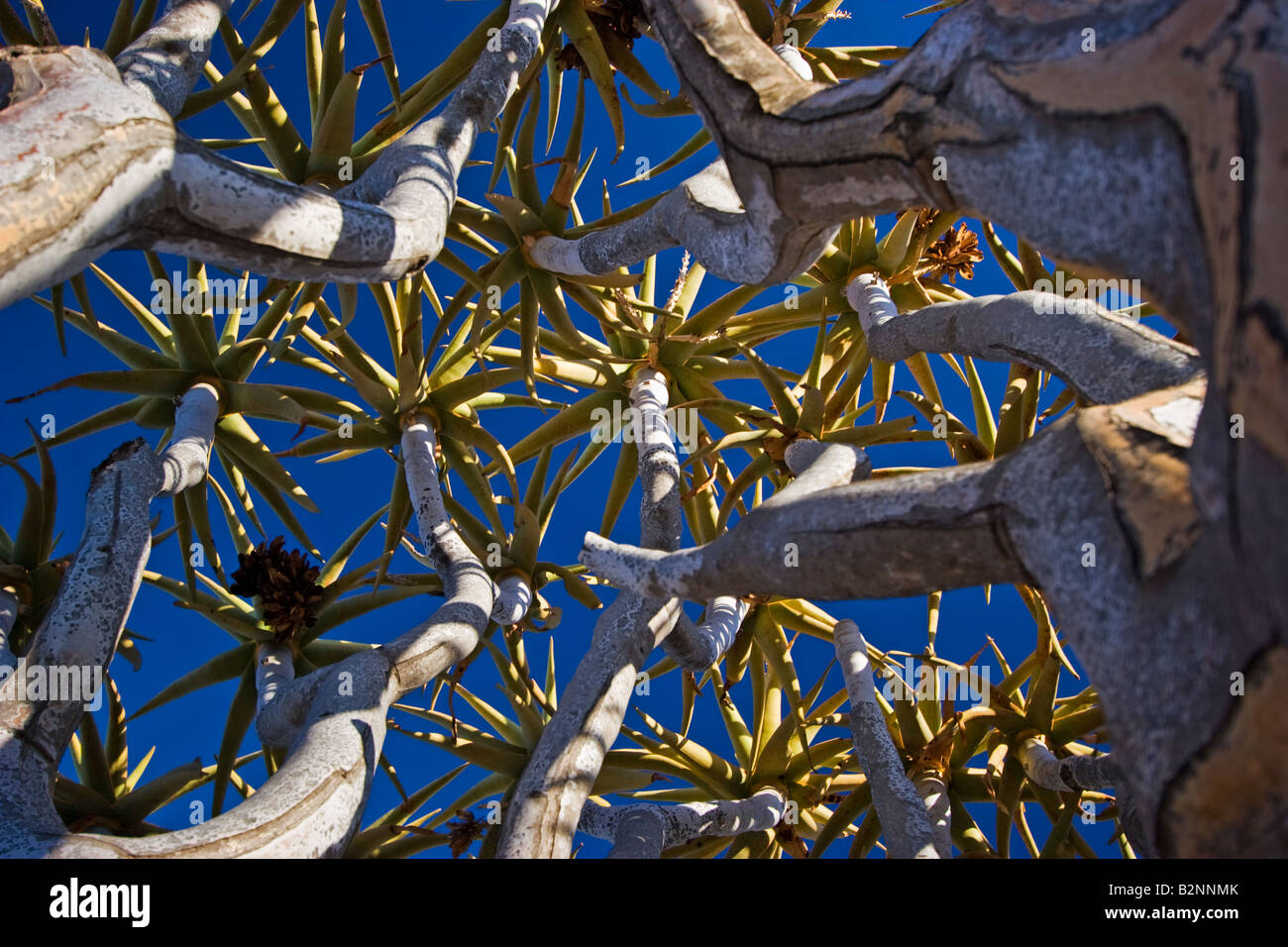 Quiver tree Branches, Namibia Stock Photo
