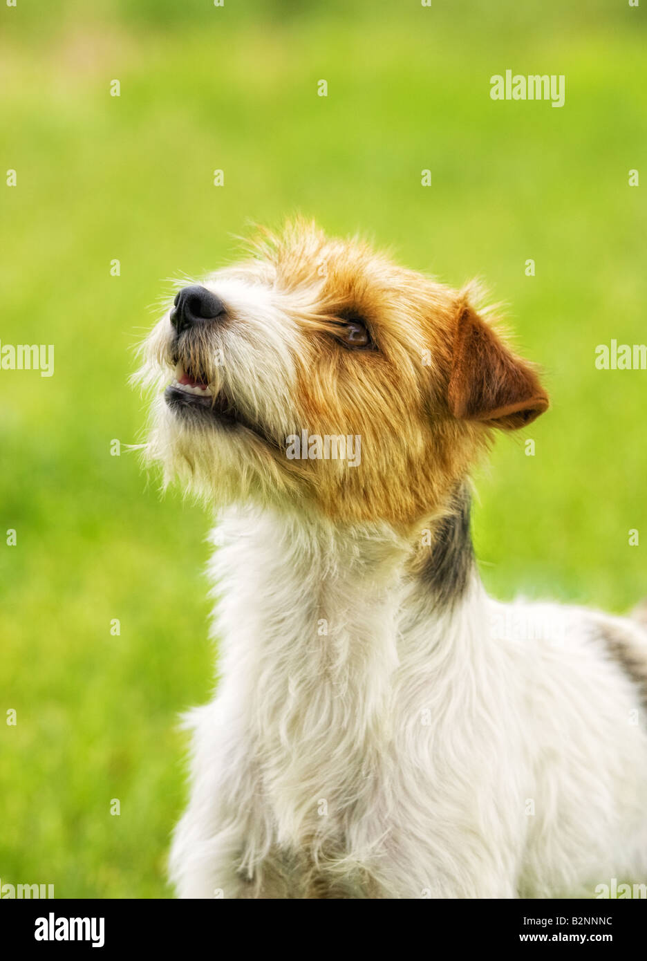 Jack Russell Terrier dog outdoors in green grass Stock Photo