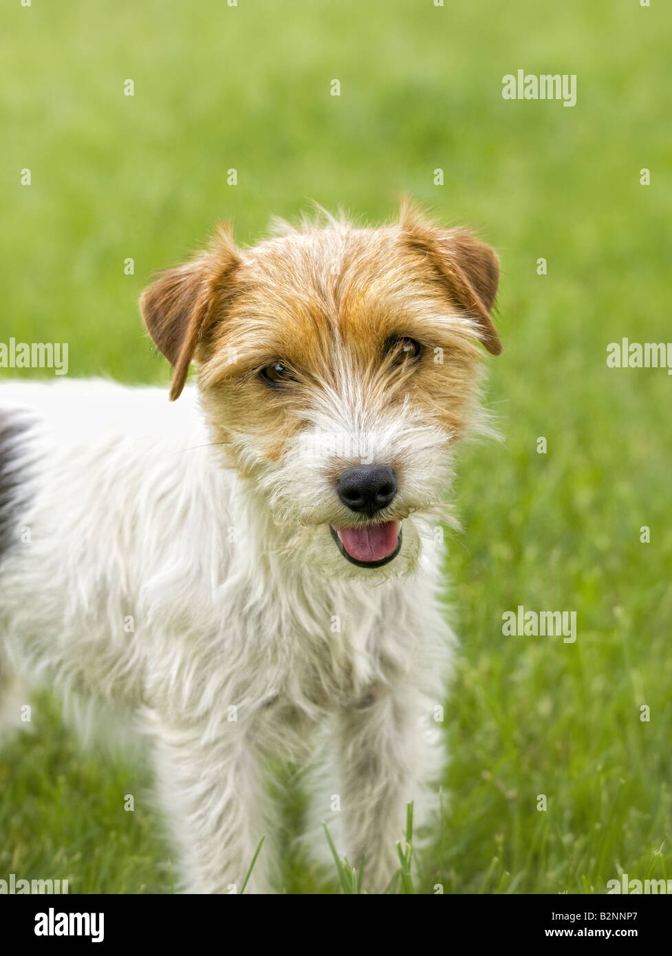 Jack Russell Terrier dog outdoors in green grass Stock Photo