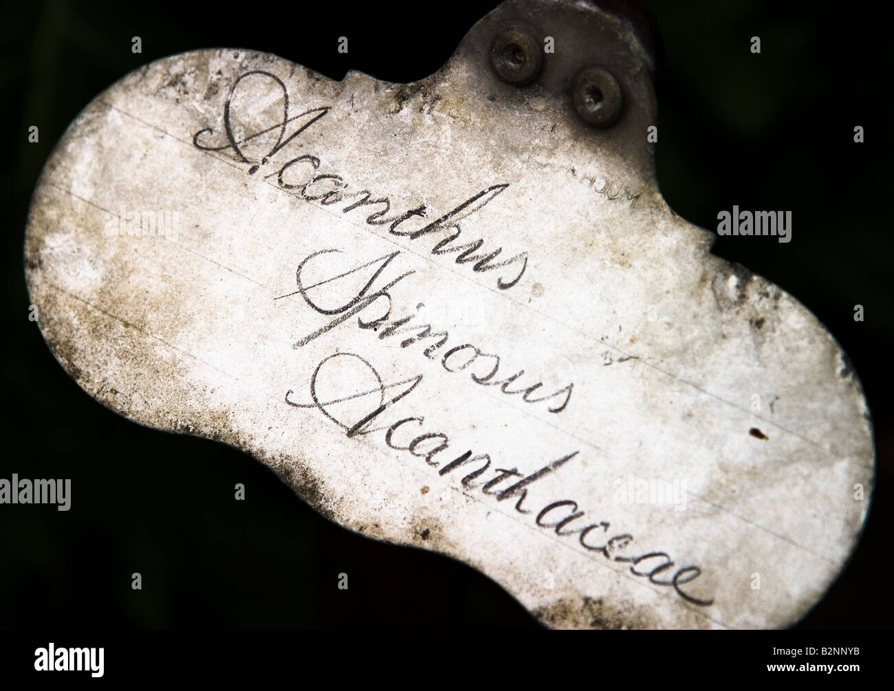 Victorian Plant Label for Acanthus Spinosus Acanthaceae Stock Photo Alamy