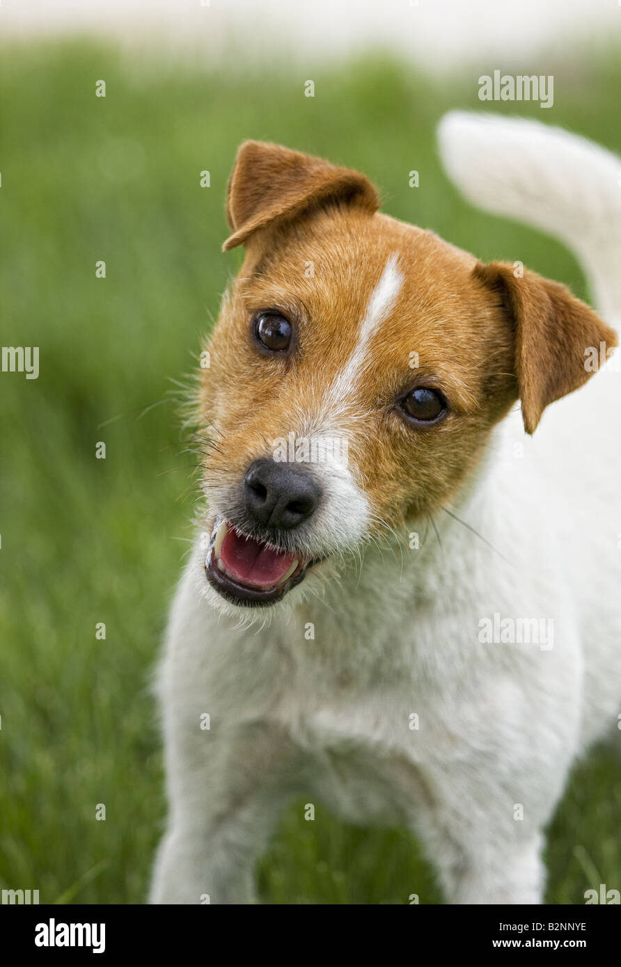 Jack Russell Terrier dog outdoors in green grass Stock Photo