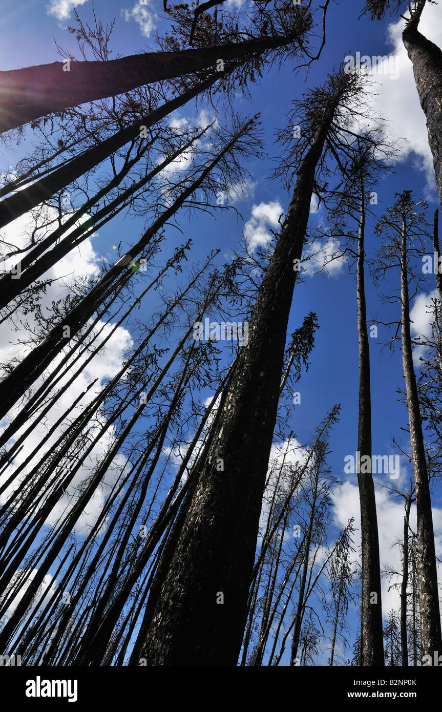 Burned pines, Brittany Triangle, 2008 Stock Photo