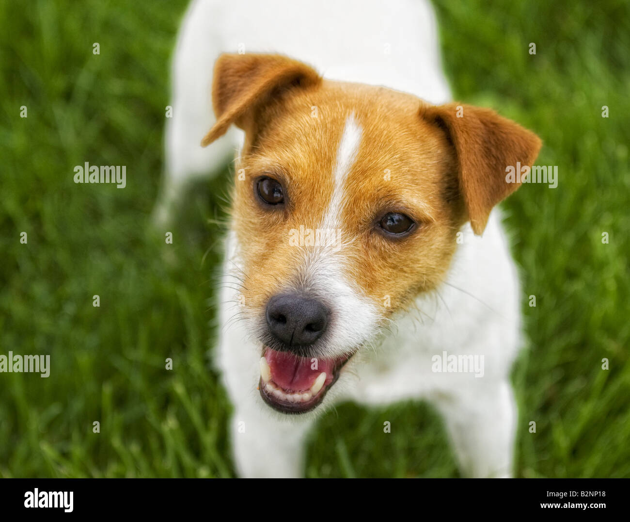Jack Russell Terrier dog outdoors in green grass Stock Photo