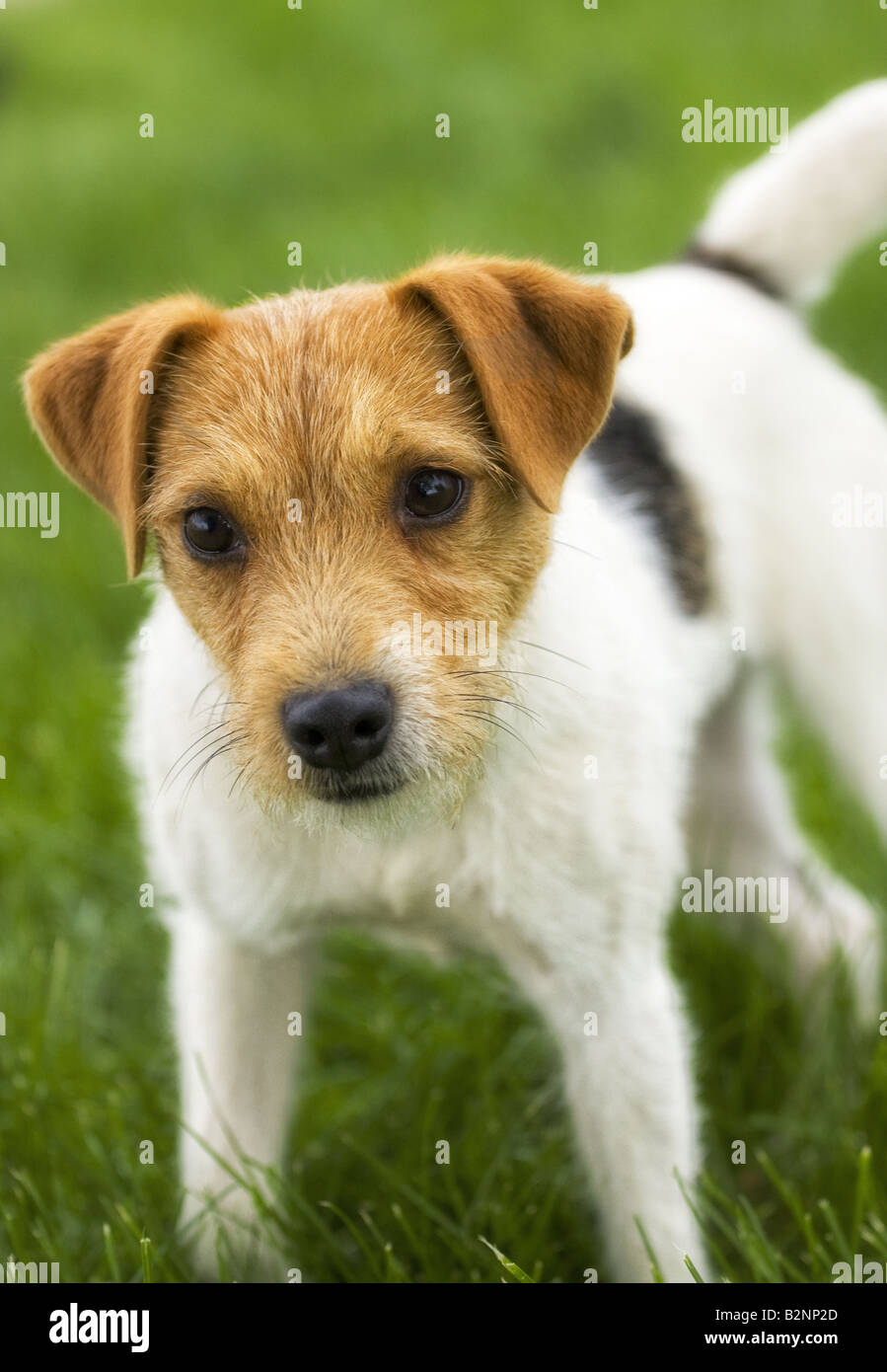 Jack Russell Terrier dog outdoors in green grass Stock Photo