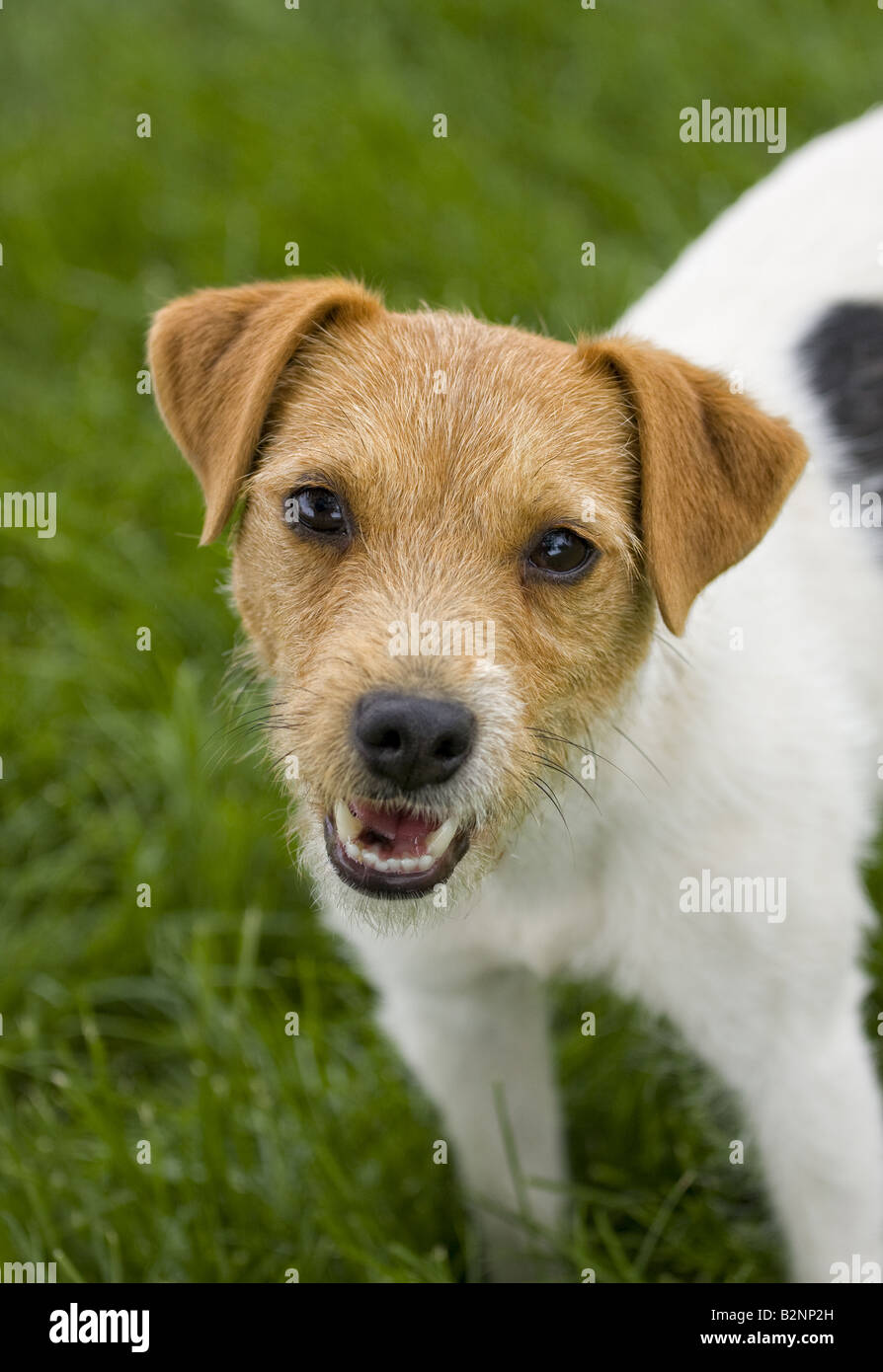 Jack Russell Terrier dog outdoors in green grass Stock Photo