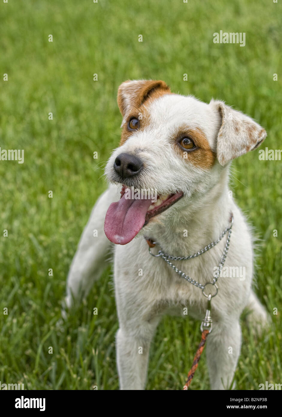 Jack Russell Terrier dog outdoors in green grass Stock Photo