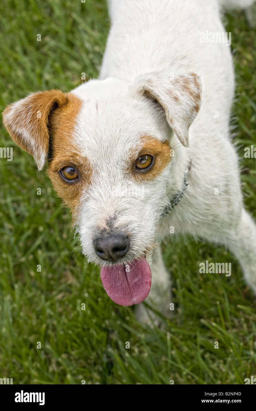 Jack Russell Terrier dog outdoors in green grass Stock Photo