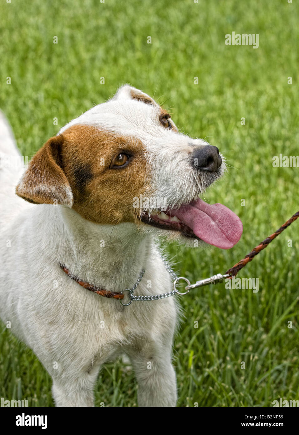 Jack Russell Terrier dog outdoors in green grass Stock Photo