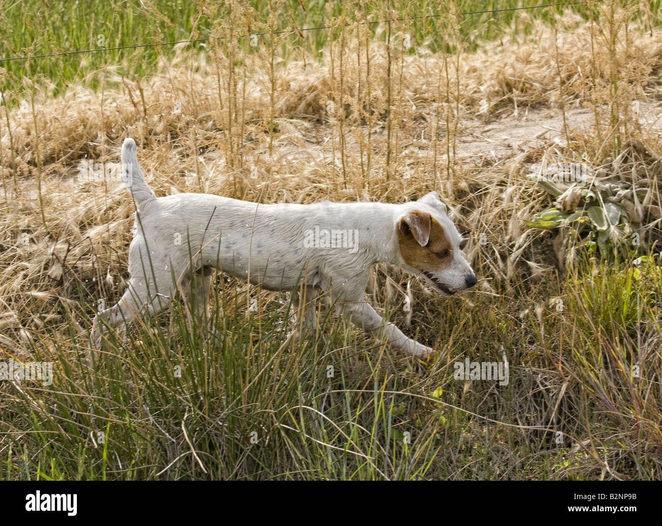 Jack Russell Terrier dog hunting in the field of golden grass Stock
