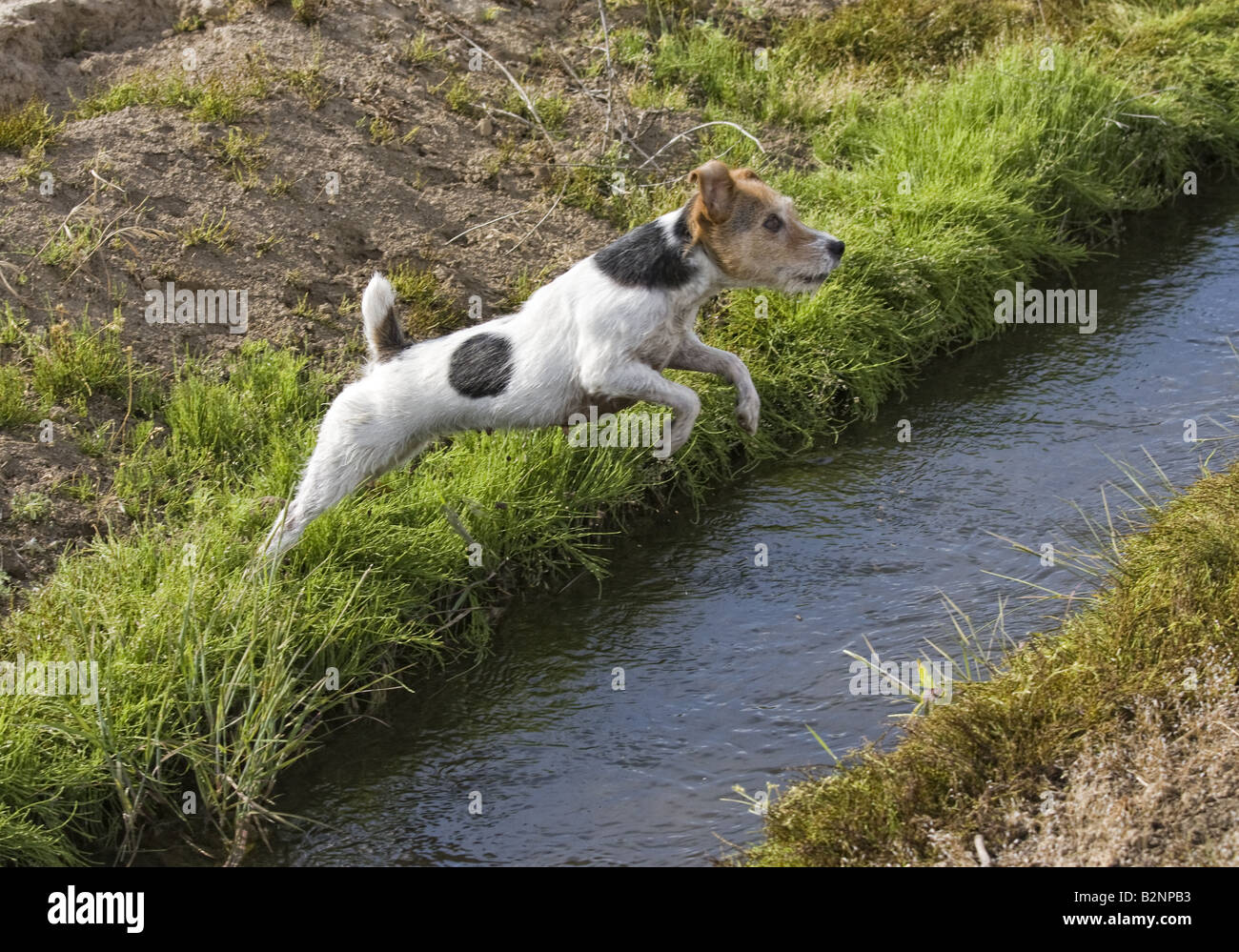 Jack Russell Terrier dog jumping ditch of water Stock Photo