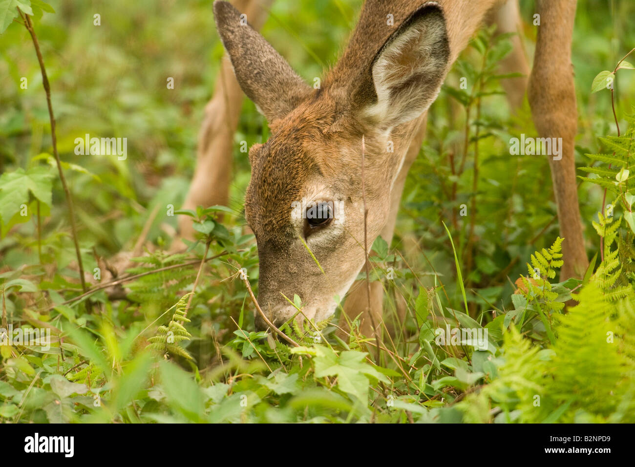 White tailed Deer (Odocoileus virginianus) doe browsing Stock Photo