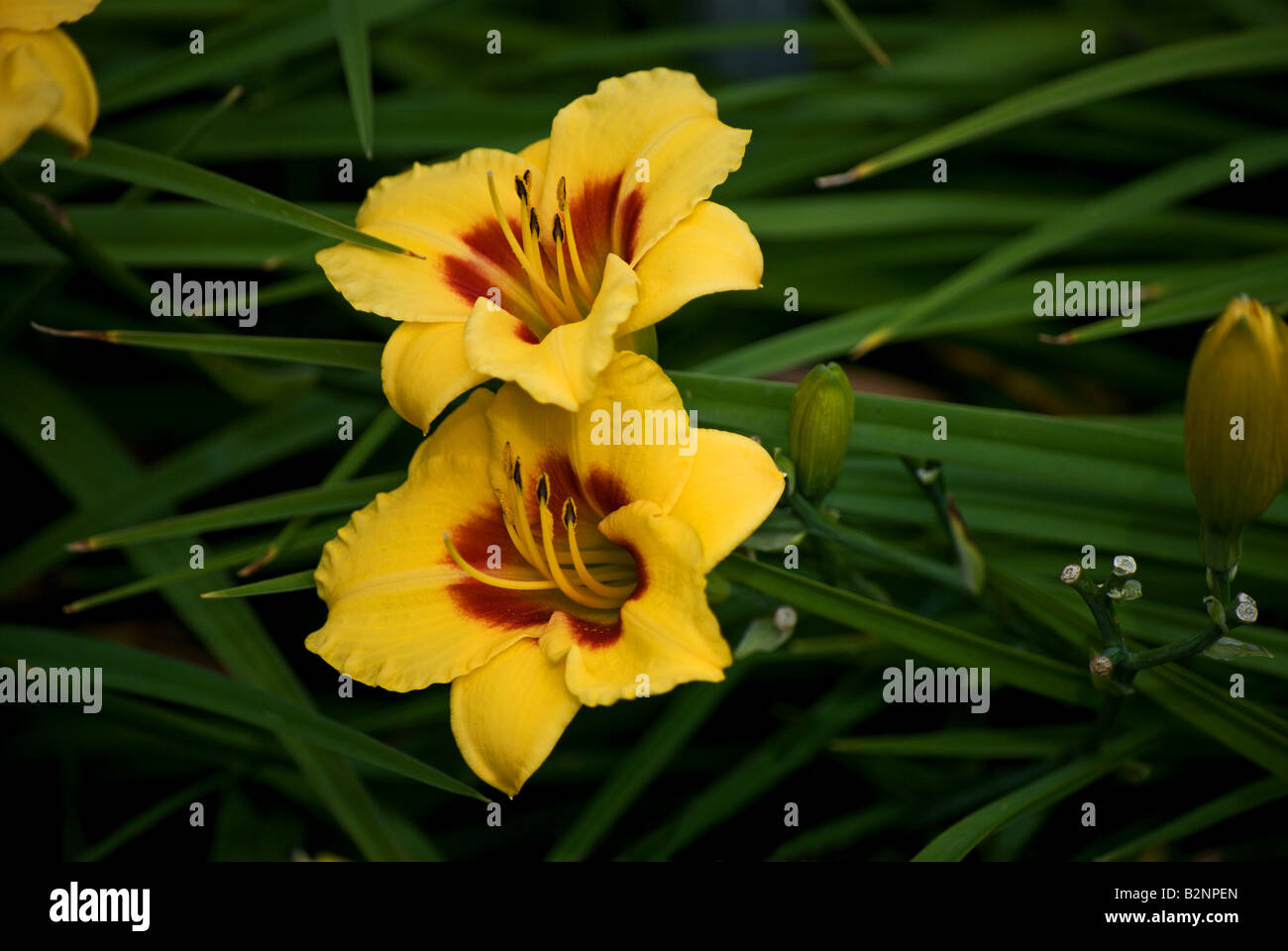 A pair blossoms of a Hemerocallis (Day Lily)  in bloom at Evologia Gardens Stock Photo
