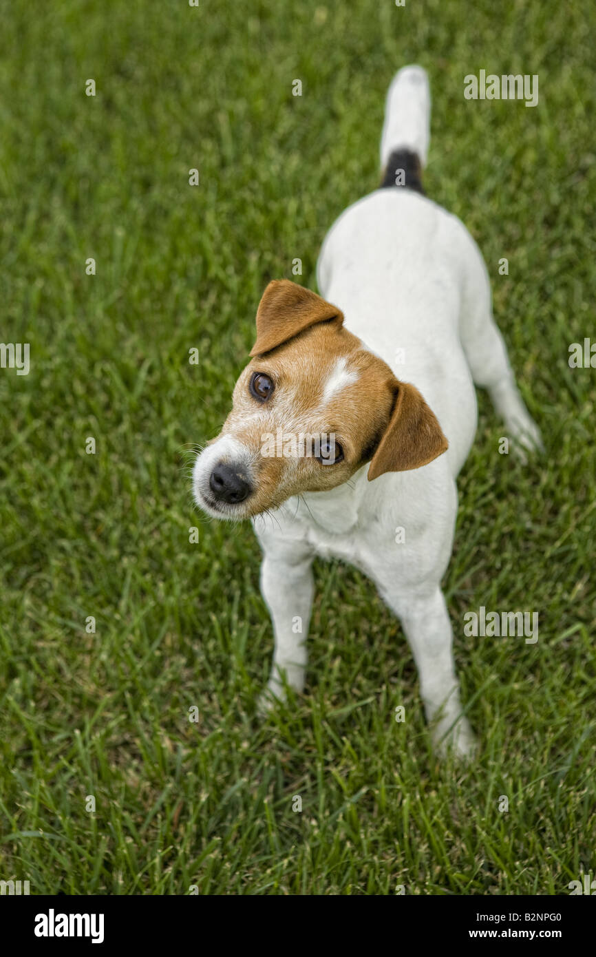 Jack Russell Terrier dog outdoors in green grass Stock Photo