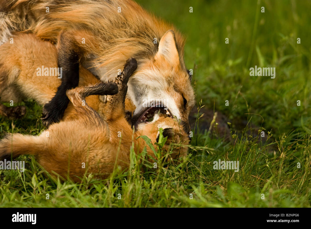 Red fox mom and kits hi-res stock photography and images - Alamy