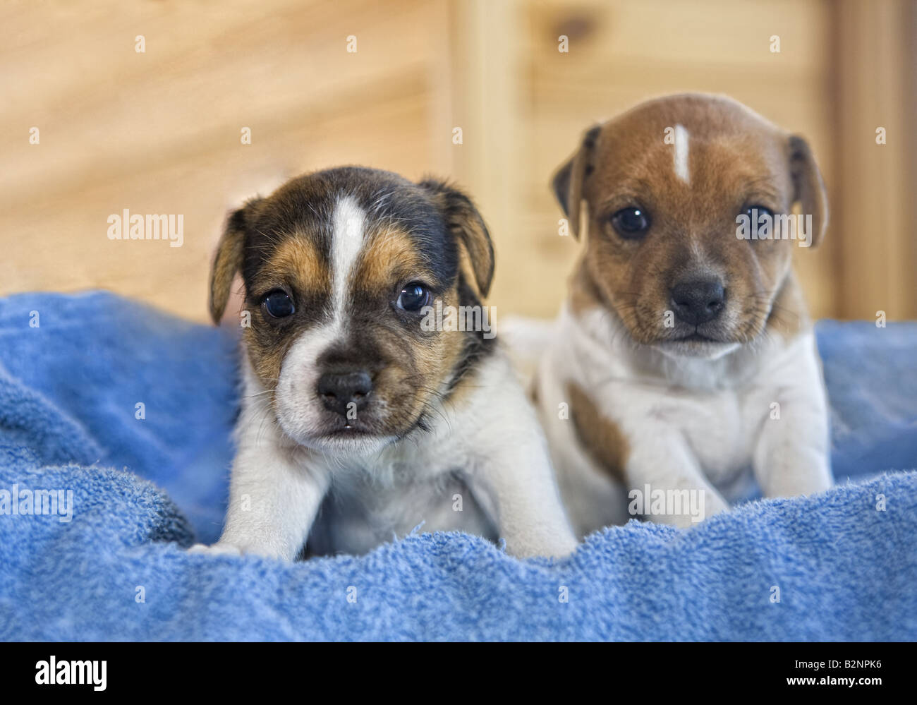 Two Jack Russell Terrier puppies on blue background Stock Photo