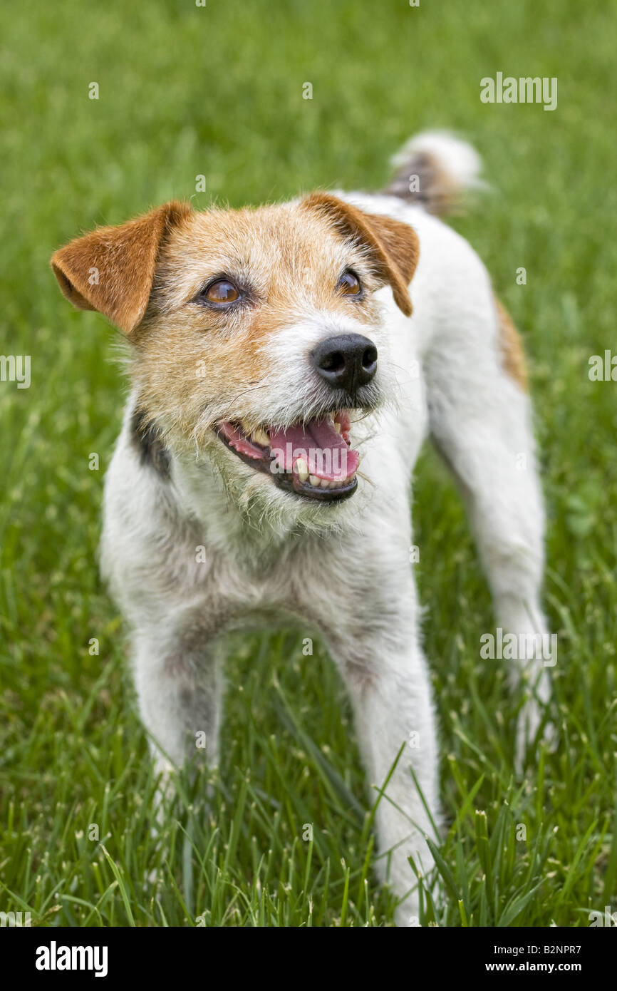 Jack Russell Terrier dog outdoors in green grass Stock Photo