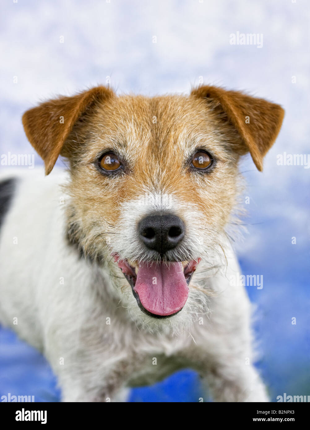 Jack Russell Terrier dog on blue background Stock Photo