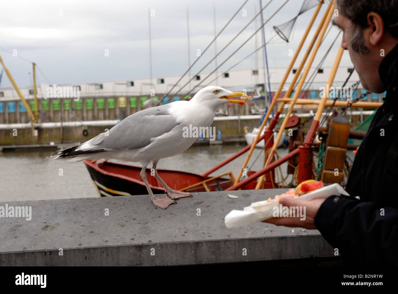 Gull eating in Ostend harbour Belgium Stock Photo