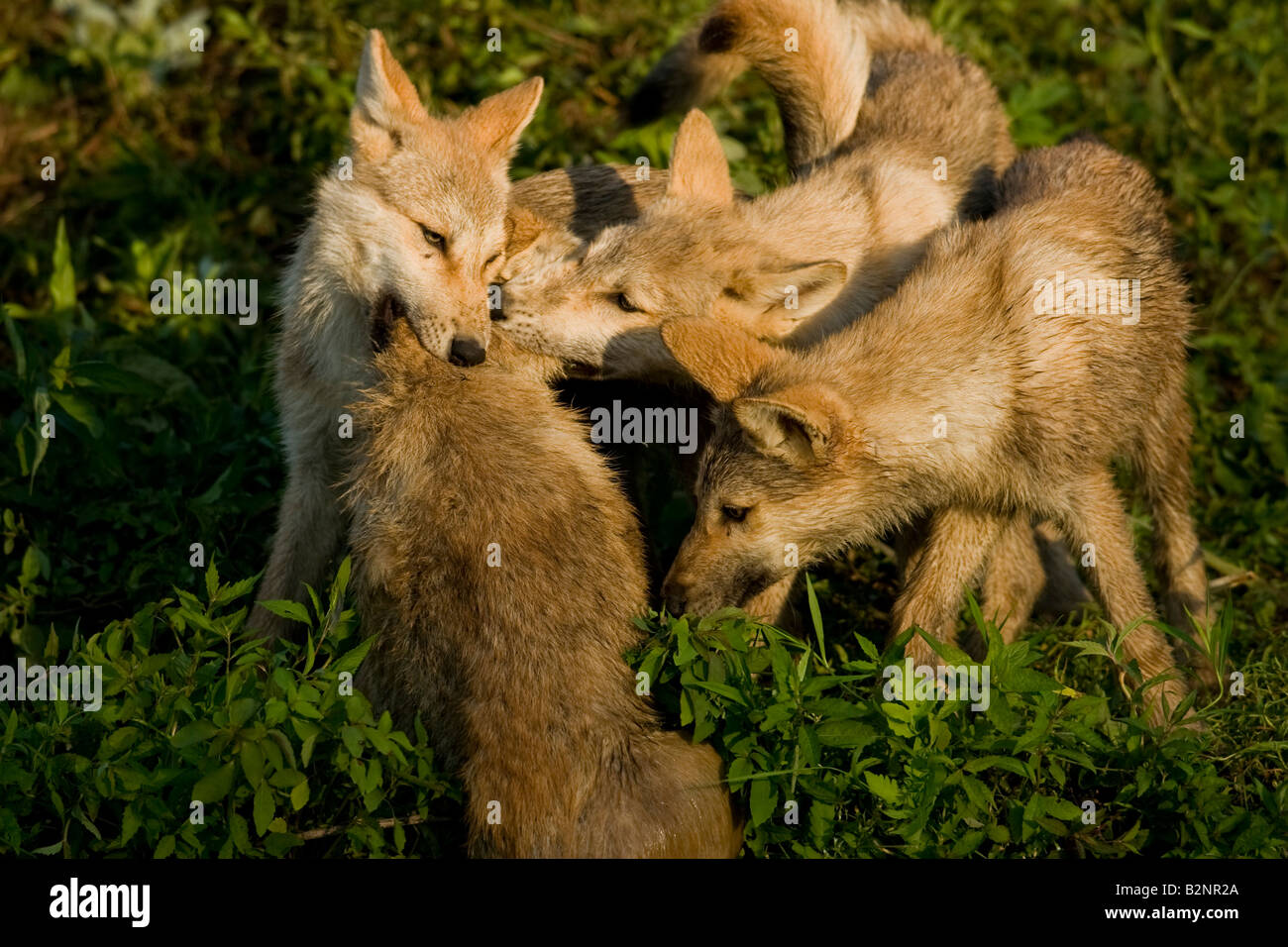 Gray Wolf Canis lupus pups Stock Photo