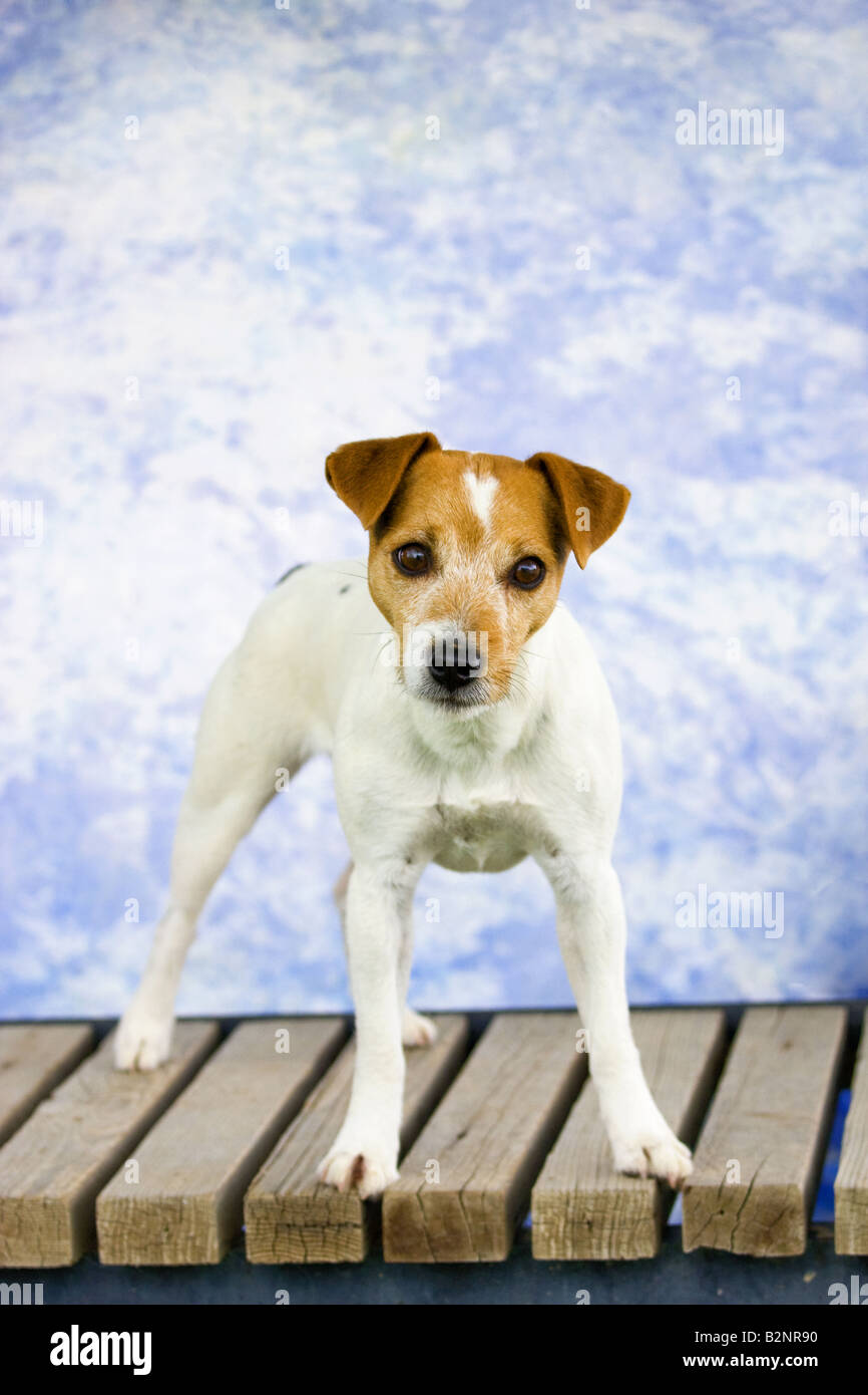 Jack Russell Terrier dog on blue background Stock Photo