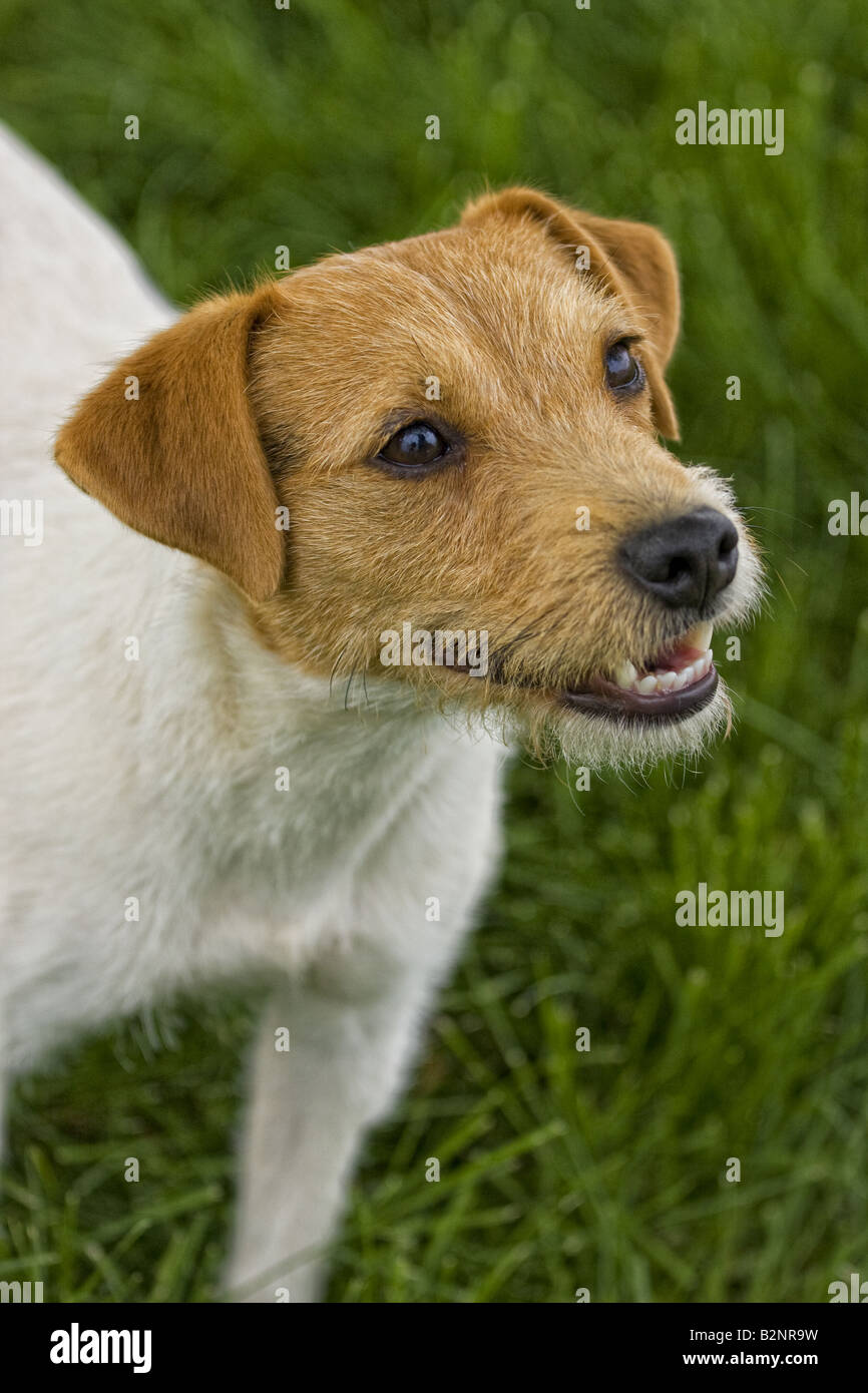 Jack Russell Terrier dog outdoors in green grass Stock Photo