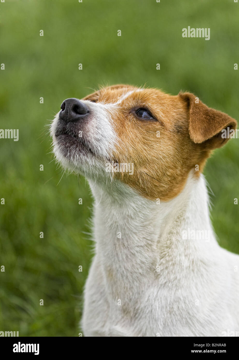 Jack Russell Terrier dog outdoors in green grass Stock Photo