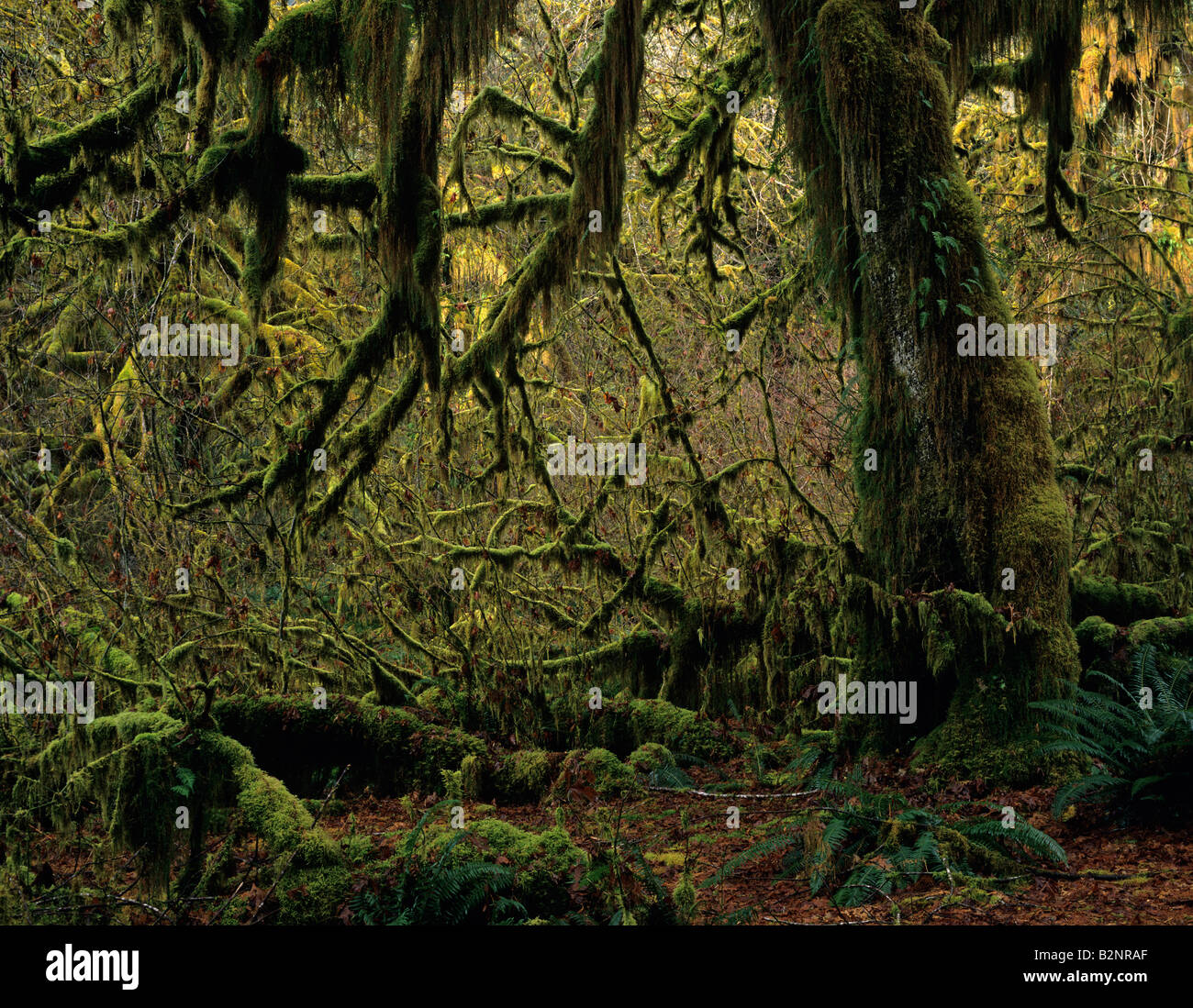 Hoh rain forest moss laden trees backlit lush green foliage Olympic Penninsula Washington State USA Stock Photo