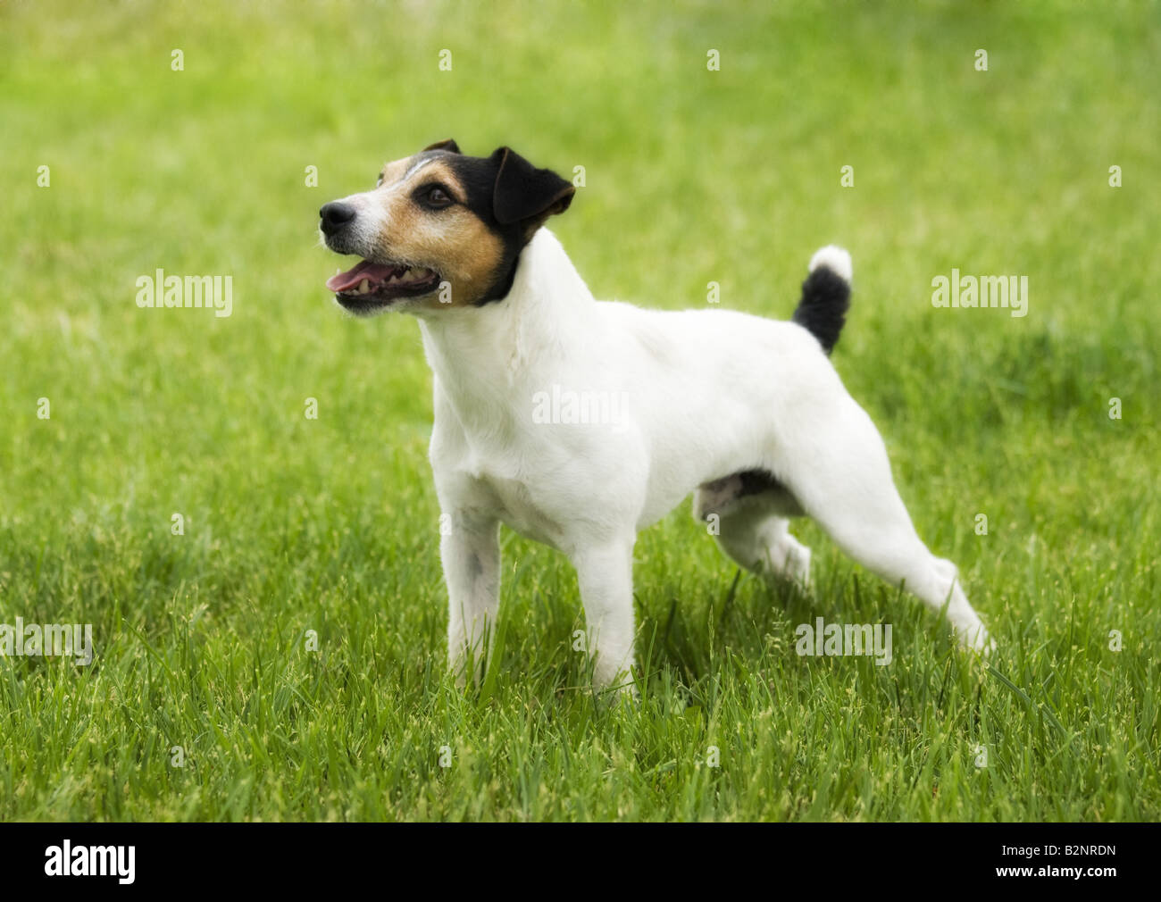 Jack Russell Terrier dog outdoors in green grass Stock Photo