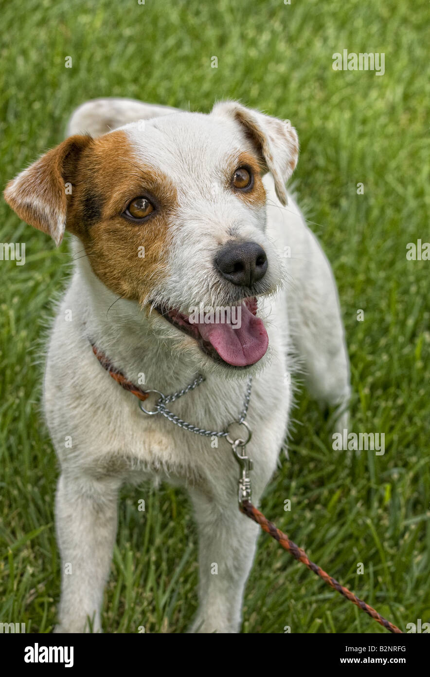 Jack Russell Terrier dog outdoors in green grass Stock Photo