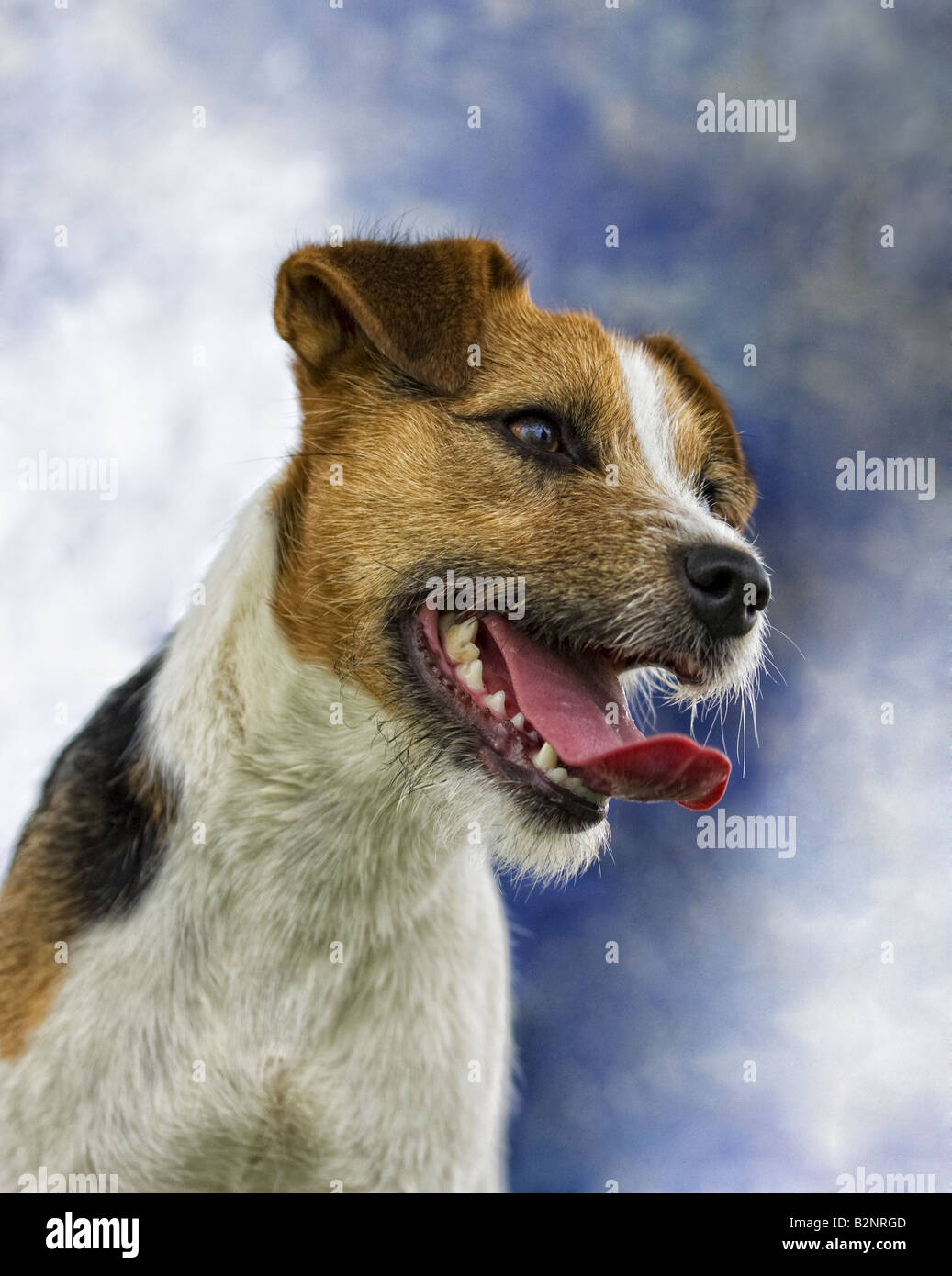 Jack Russell Terrier dog outdoors on blue Stock Photo