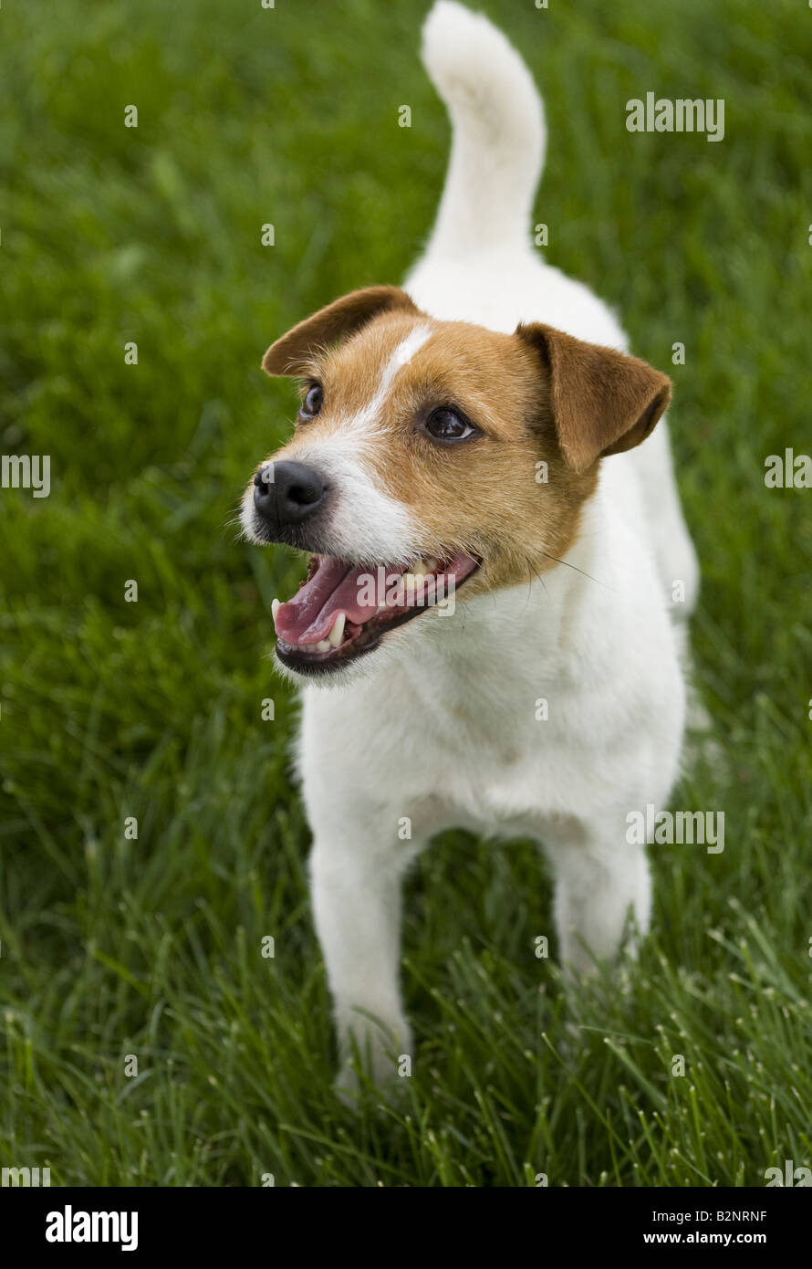 Jack Russell Terrier dog outdoors in green grass Stock Photo