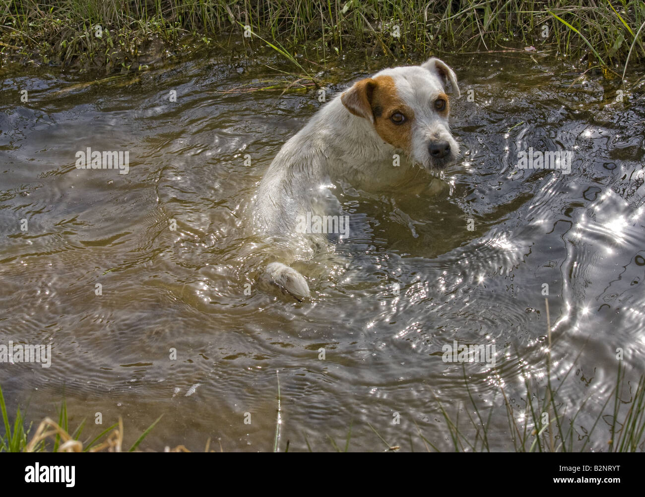 Jack Russell Terrier dog swimming in water Stock Photo