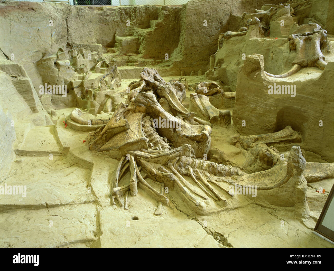 EXCAVATION SITE OF ACTUAL BONES OF MAMMOTHS TRAPPED IN SPRING SINK HOLE